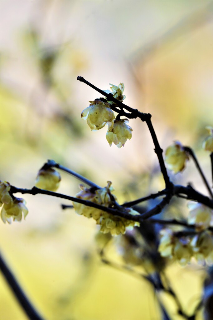 七折蠟梅。。。！