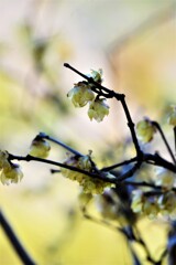 七折蠟梅。。。！