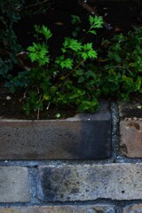 緑の風景。。。！