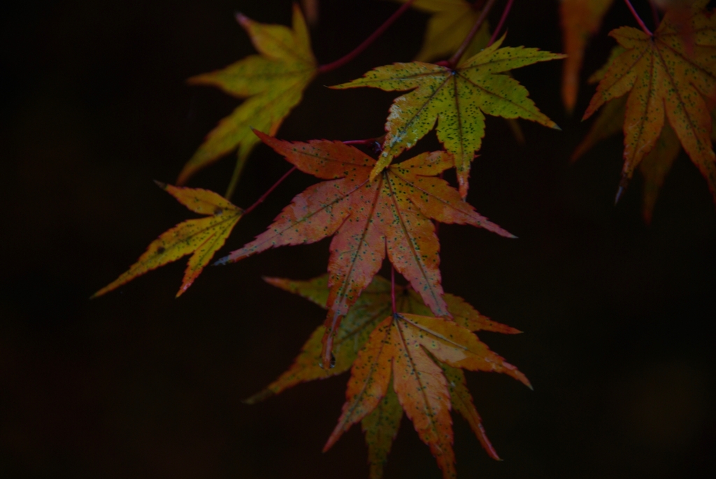 宵闇もみじ。。。！