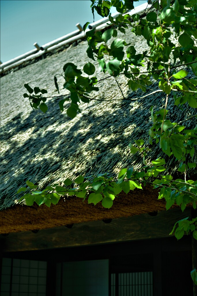 深緑が目に染みる　②。。。！