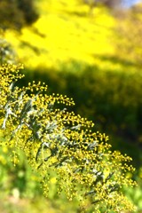 ハルウララ　➂。。。！