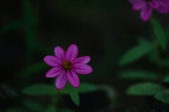 秋深き彩色　④。。。！