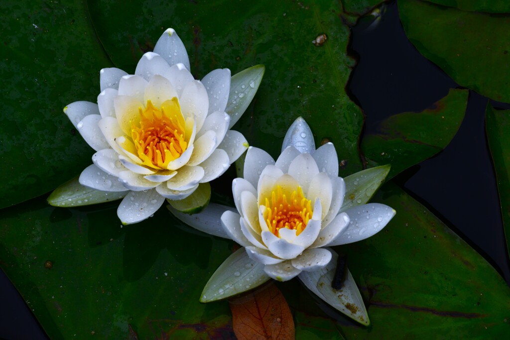 雨に浮かぶ白睡蓮　①。。。！
