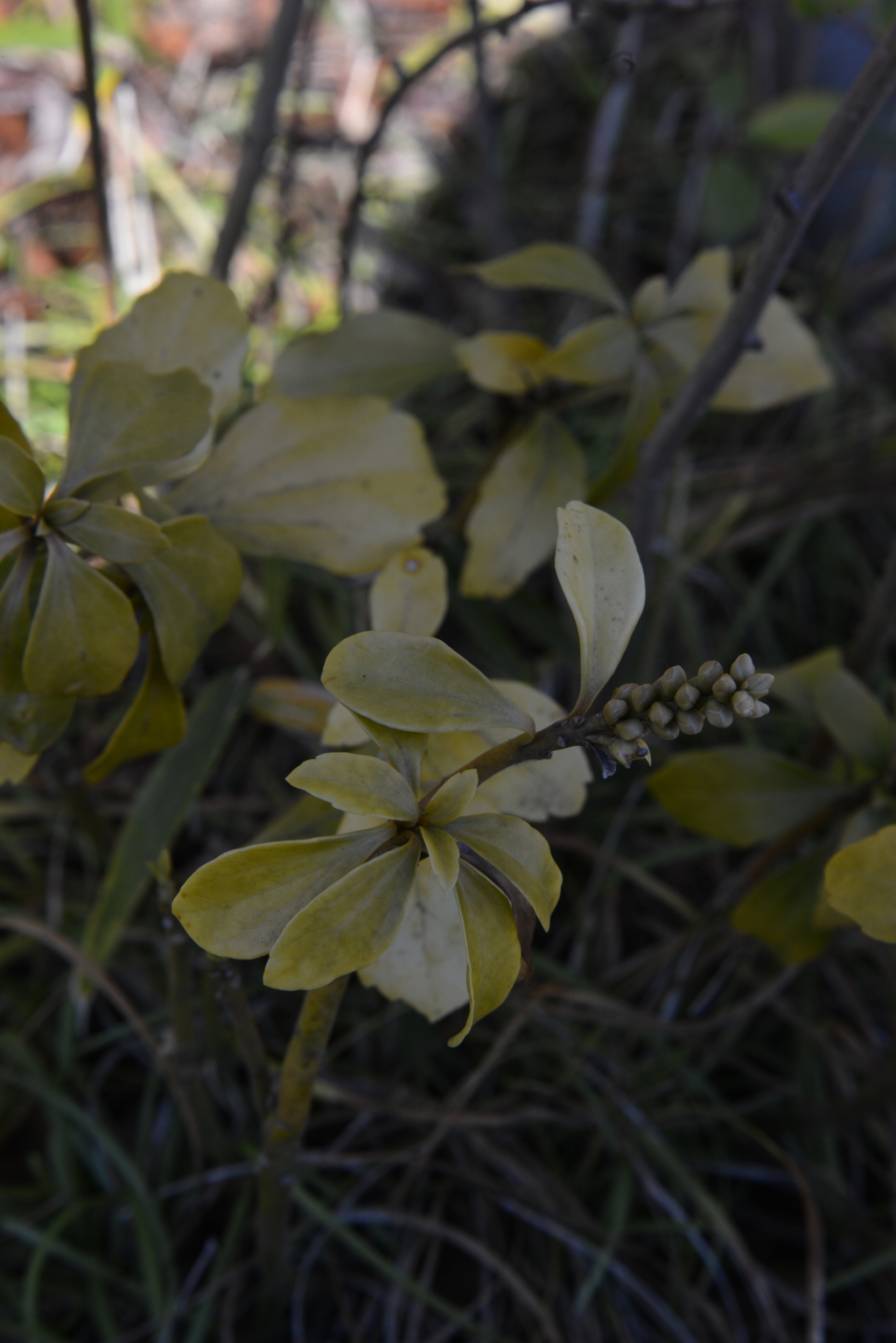 この片隅で　➂。。。！