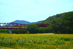 赤い橋とひまわり畑　①。。。！
