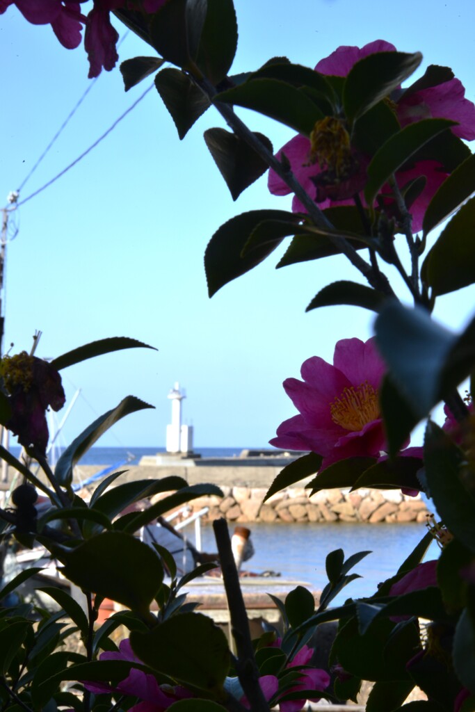 春よ来い来い　➁。。。！