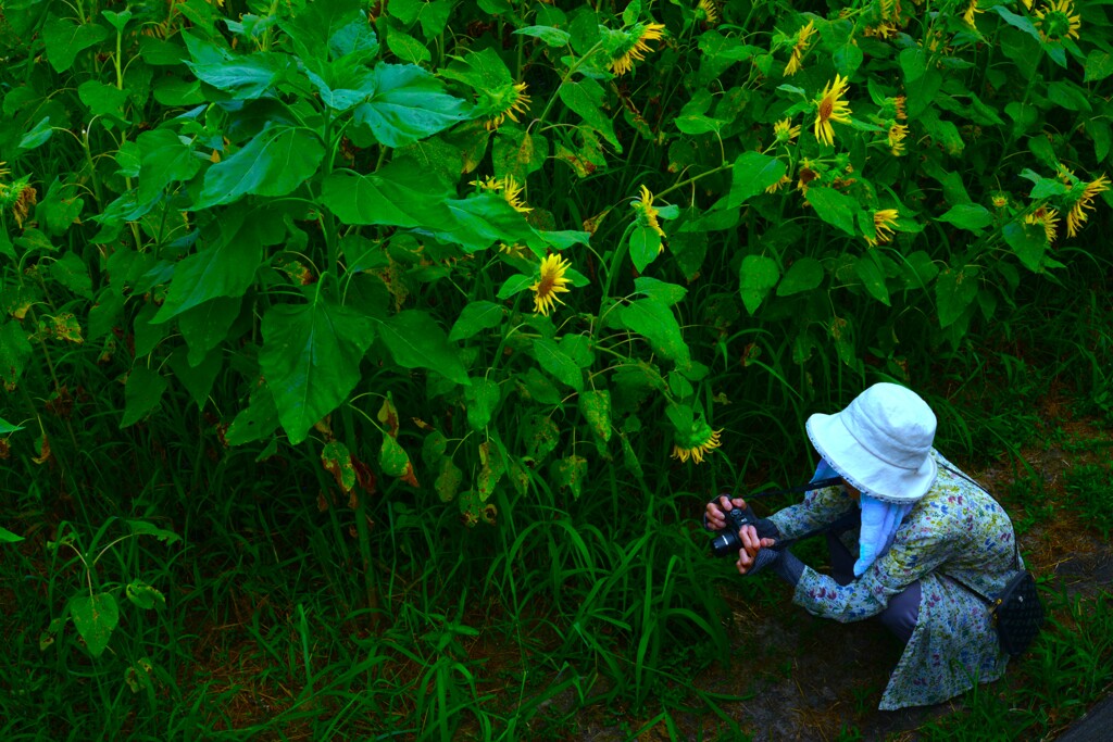 ヒマワリを撮る人　①。。。！