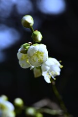 ２０２３一番に咲きました　➁。。。！