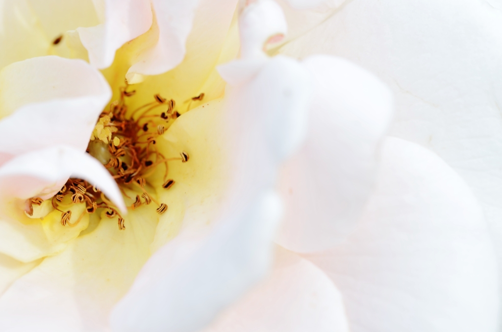 秋の花園　①　。。。！