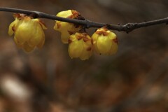 春一番がやって来た　①。。。！