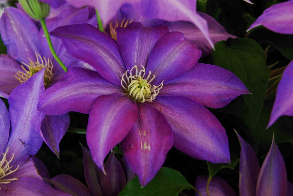 秋の花束　④　。。。！