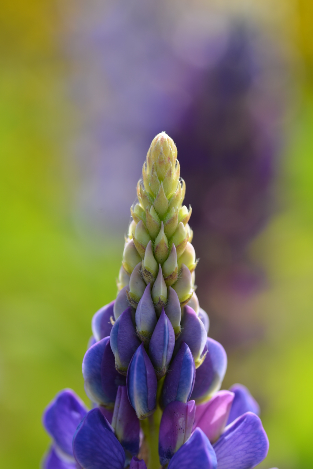 小さな公園の花たち　①。。。！