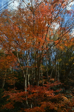 秋の小川と里村　⑤。。。！