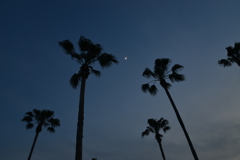 真夏の夜の夢　①。。。！