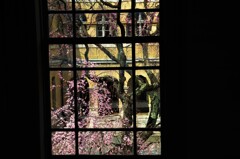 旧京都府庁の春　①。。。！
