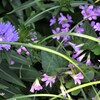 野に咲く花のように　①。。。！