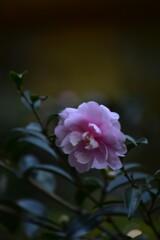 冬をたえぬけ　。。。！