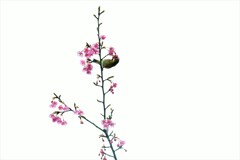 超特急で春が来た。。。！