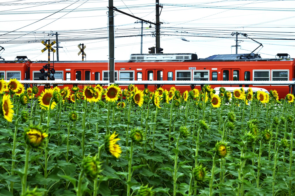 ひまわり電車　。。。！
