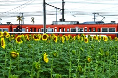 ひまわり電車　。。。！