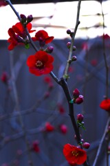 庚申庵．．春の呼びかけ　➁。。。！