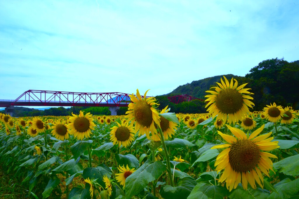 赤い橋とひまわり畑　➂。。。！