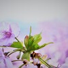 愛らしい桜。。。！