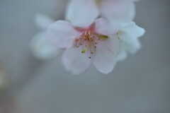 遠き春よ　。。。！