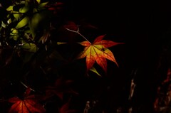彩をあつめる。。。！