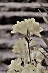 春の香り　①。。。！