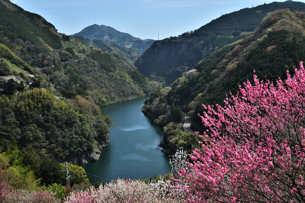 に淀川ブルーに花燃える。。。！