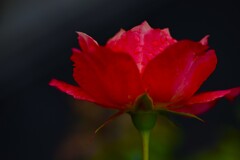 情熱のカルメン幻想曲　②。。。！