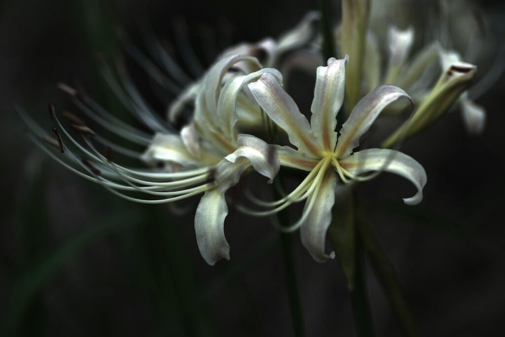 妖艶の彼岸花　①。。。！