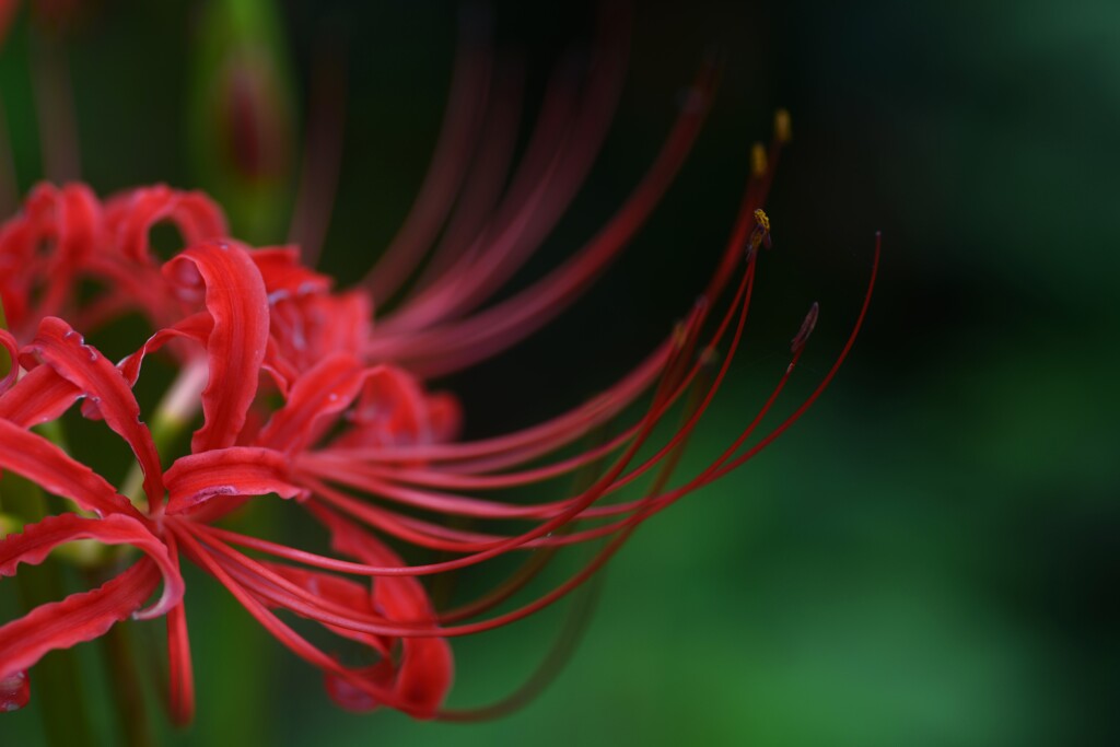 真紅の情念　②。。。！