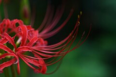 真紅の情念　②。。。！
