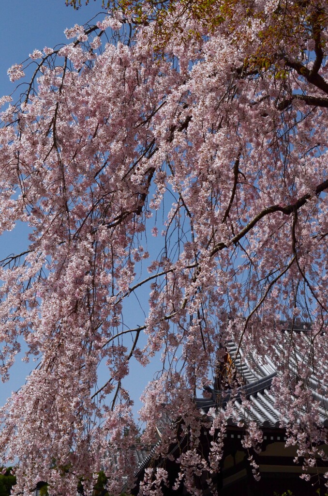 想い出桜．．太閤桜。。。！