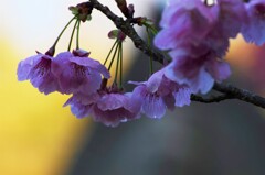 雨にも負けず風にも負けず。。。！