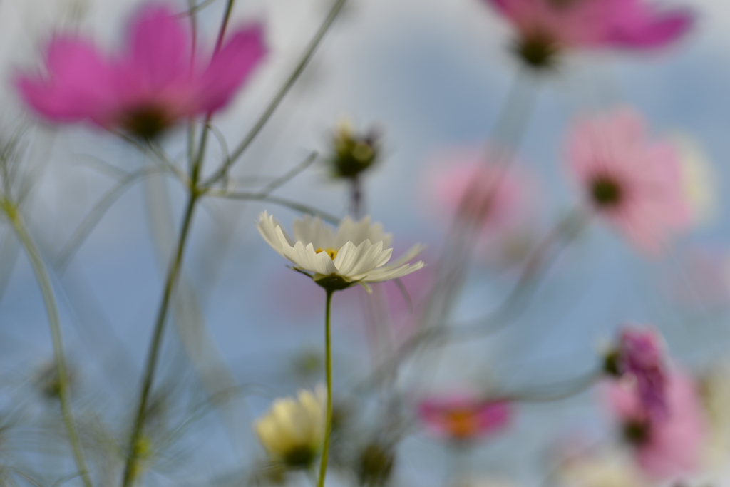 山の秋を惜しむ　⑤。。。！