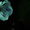 一粒の涙花。。。！