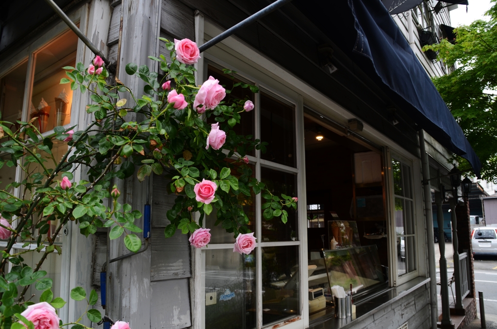 窓辺の薔薇が咲いた。。。！