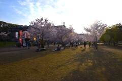 城山公園．．百花繚乱　➁。。。！