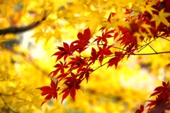 艶やかな秋彩の夢　。。。！