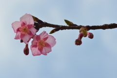 青空に咲く　②。。。！
