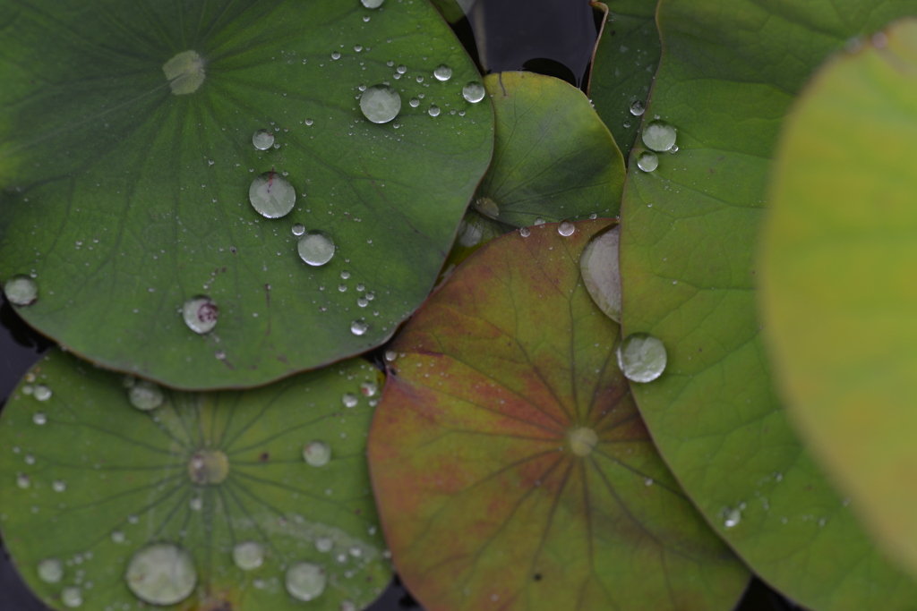 雨粒メロディー　➂。。。！