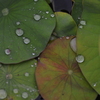 雨粒メロディー　➂。。。！