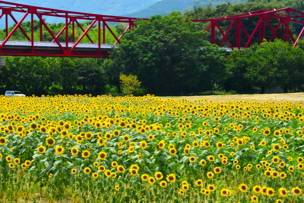 赤い橋とひまわり畑　④。。。！