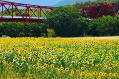 赤い橋とひまわり畑　④。。。！