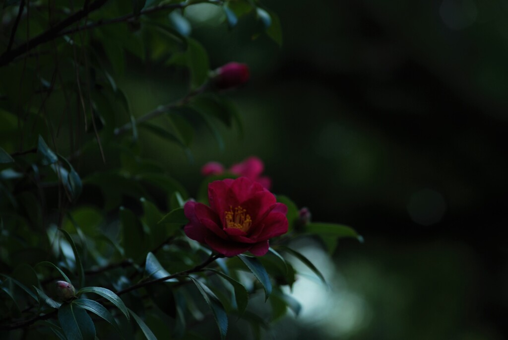 心に残った紅椿。。。！