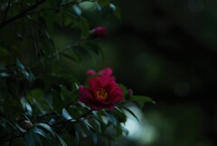 心に残った紅椿。。。！